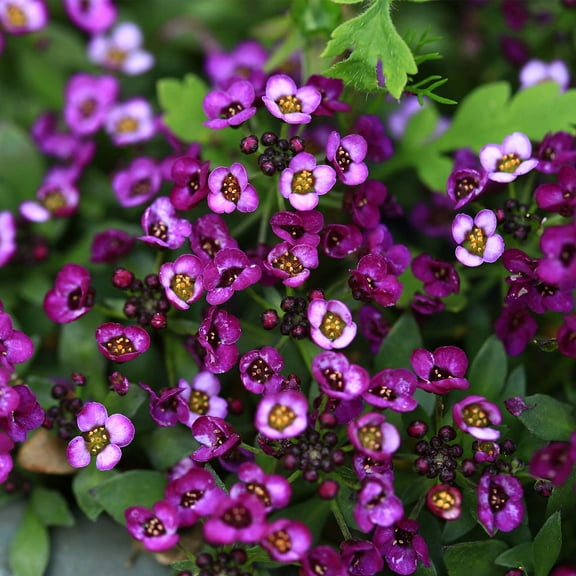 Alyssum Wonderland Series Flower Garden Seeds: Deep Purple - Approx 5000 Seeds - Annual - Lobularia maritima