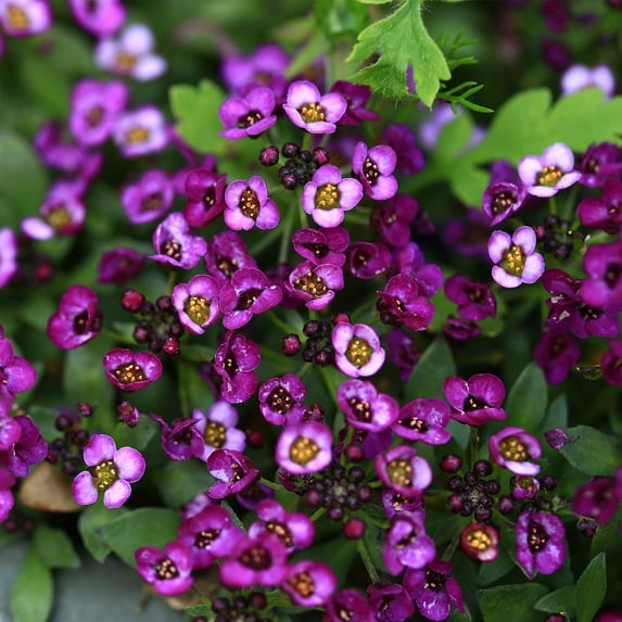 Alyssum Wonderland Series Flower Garden Seeds: Deep Purple - Packet ~1000 Seeds - Annual - Lobularia maritima