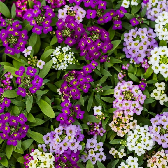 Alyssum Wonderland Series Flower Garden Seeds: Mulberry Mix - Packet ~1000 Seeds - Annual - Lobularia maritima