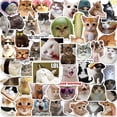 thumbnail image 1 of AmaMary 100 Pcs Cute Cat Stickers for Kids Water Bottle Stickers for Laptop Vinyl Classroom Prize, Cute Things Birthday Gifts Cute Stuff for Boys Girls Adults Teens, 1 of 6