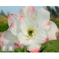 thumbnail image 1 of Amadeus Amaryllis Big Double Bloom with Pink/Red Accents Bulbs Flowers Rare, 1 of 2
