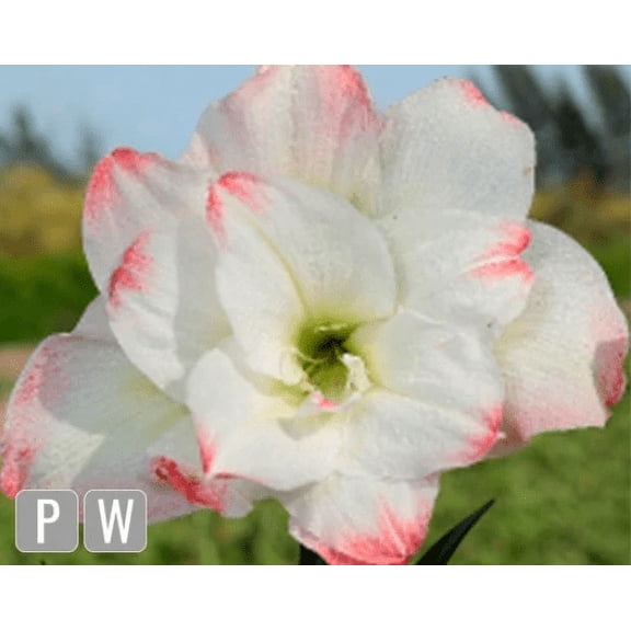 Amadeus Amaryllis Big Double Bloom with Pink/Red Accents Bulbs Flowers Rare