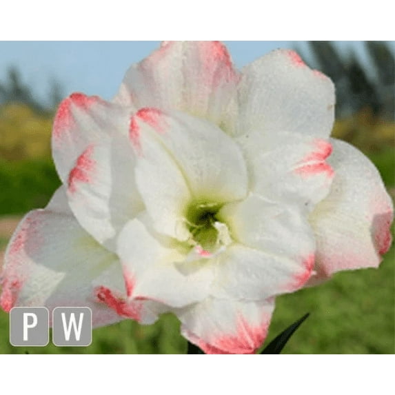 Amadeus Amaryllis Big Double Bloom with Pink/Red Accents Bulbs Flowers Rare
