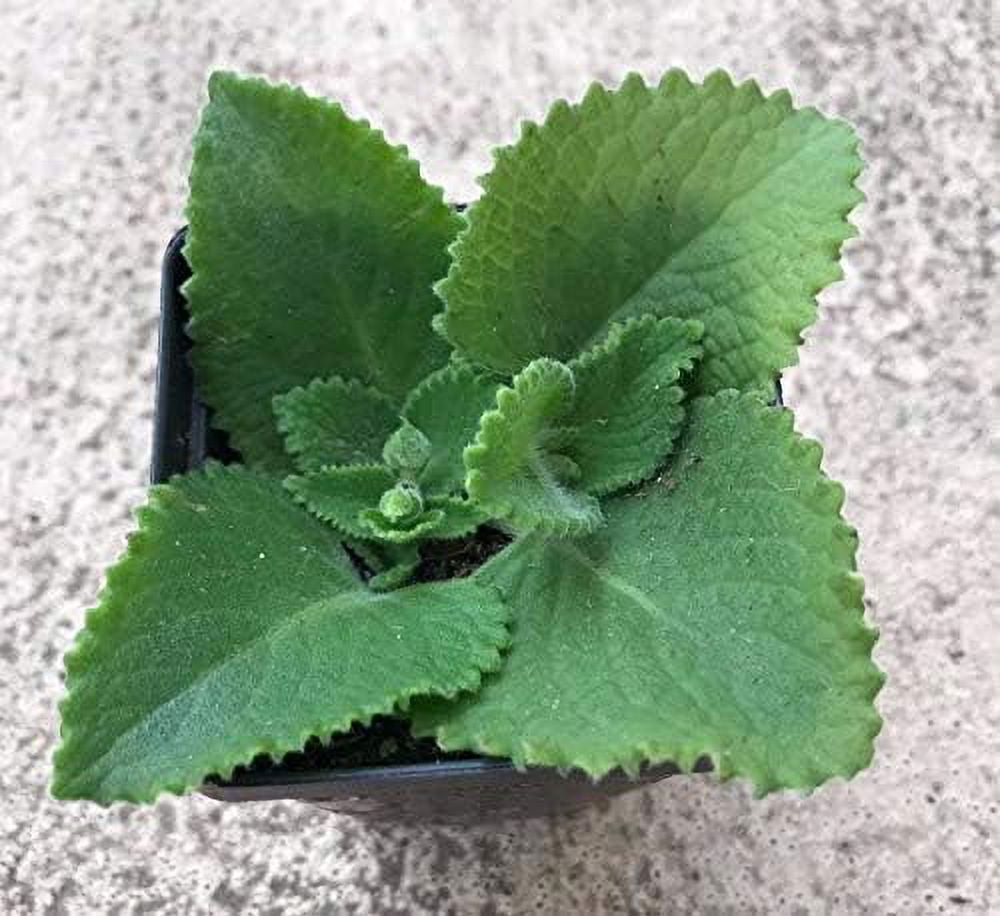Amako Abii Inc 7 To 10 Inches Cuban Oregano Live Plants in None (2 Count)