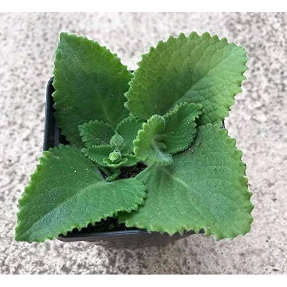 Amako Abii Inc 7 To 10 Inches Cuban Oregano Live Plants in None (2 Count)