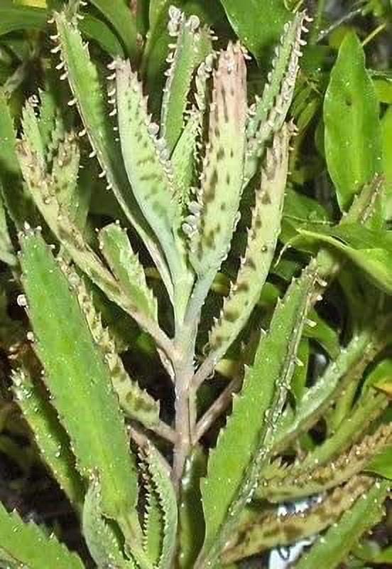 Amako Abii inc Leopard Mother of Thousands Kalanchoe Daigremontiana ...