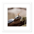 thumbnail image 1 of Amalavida Ecuador Butterfly Drinking Turtle Tears Photo 8X8 Inch Square Wooden Framed Wall Art Print Picture with Mount, 1 of 4