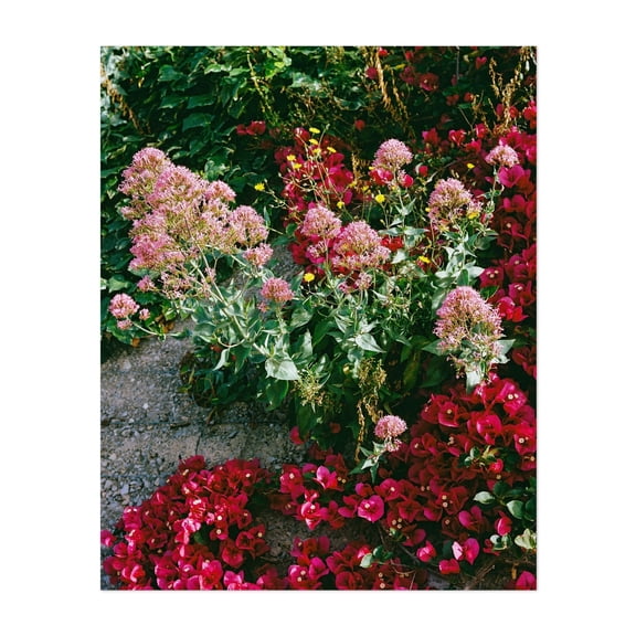 Amalfi Coast Flowers - Amalfi Campania Italy Photography Flowers Floral Garden Botanical Nature Summer Scenic Unframed Wall Art Print 24 x 32 inches