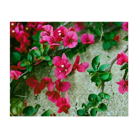 Amalfi Coast Flowers II - Amalfi Campania Italy Photography Flowers Botanical Floral Garden Nature Tropical Unframed Wall Art Print 6 x 8 inches