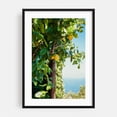 thumbnail image 1 of Amalfi Coast Lemons II - Amalfi Campania Italy Photography Lemon Fruit Botanical Garden Summer Nature Tropical Black Framed Wall Art Print 6 x 8 inches, 1 of 13
