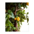 thumbnail image 1 of Amalfi Coast Lemons VI - Amalfi Campania Italy Photography Lemon Botanical Nature Fruit Garden Summer Kitchen Decor Unframed Wall Art Print 20 x 24 inches, 1 of 81