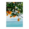 thumbnail image 1 of Amalfi Coast Oranges IV - Positano Campania Italy Photography Fruit Coastal Tropical Nature Seaside Ocean Botanical Unframed Wall Art Print 20 x 28 inches, 1 of 60