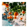 thumbnail image 1 of Amalfi Coast Oranges - Positano Campania Italy Photography Fruit Tropical Coastal Seascape Scenic Botanical Nature Unframed Wall Art Print 24 x 24 inches, 1 of 9