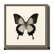 Amanti Art Butterfly III Crop Framed Canvas Wall Art