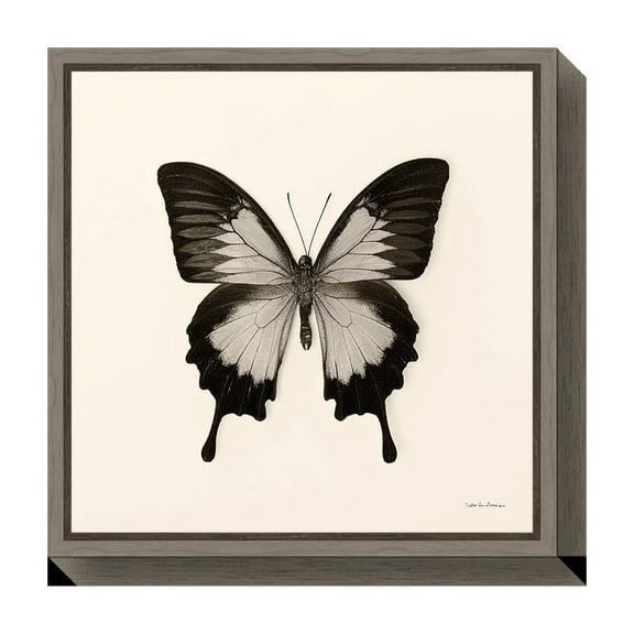 Amanti Art Butterfly III Crop Framed Canvas Wall Art