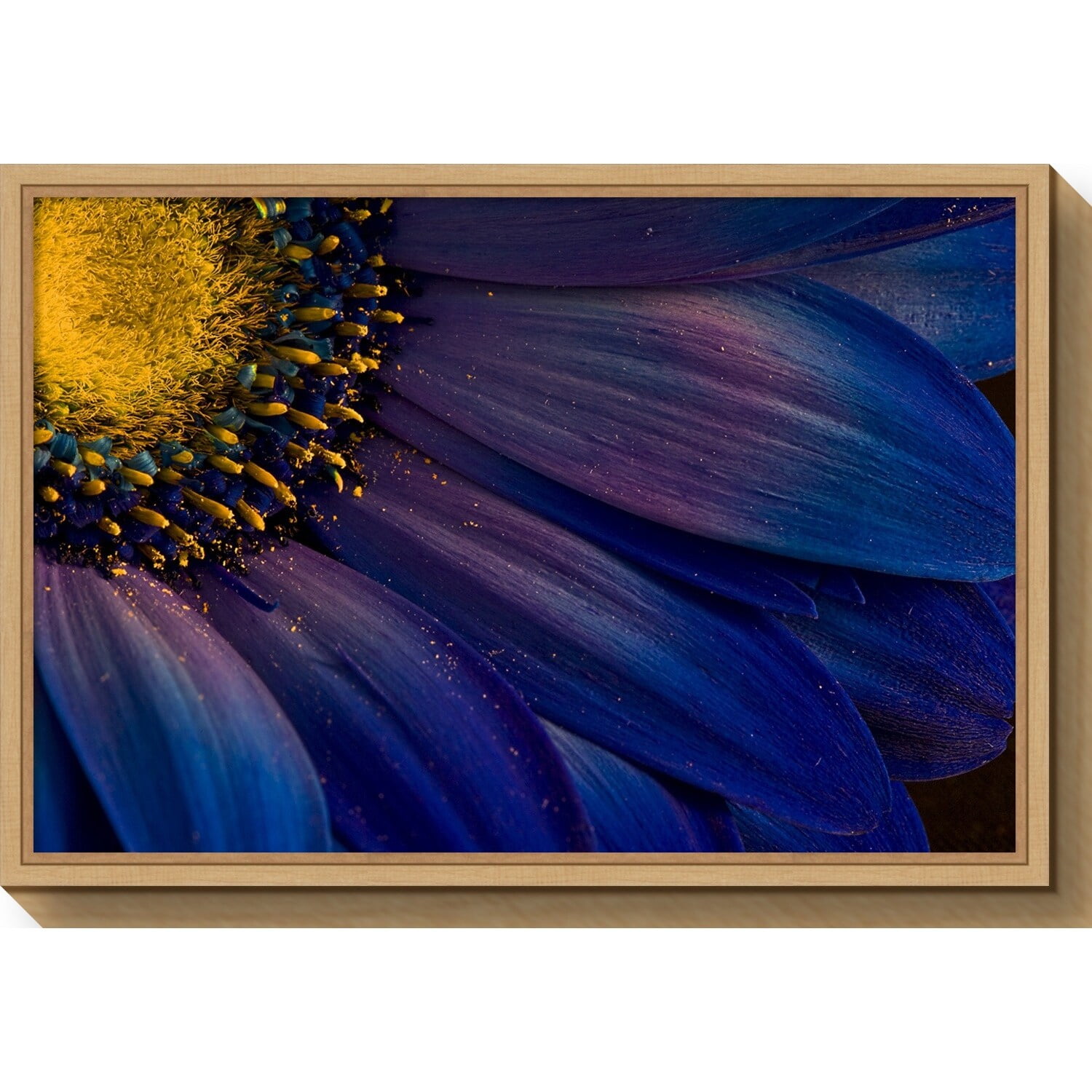 Blue Rays Macro Gerbera Daisy Canvas Print with Maple Frame