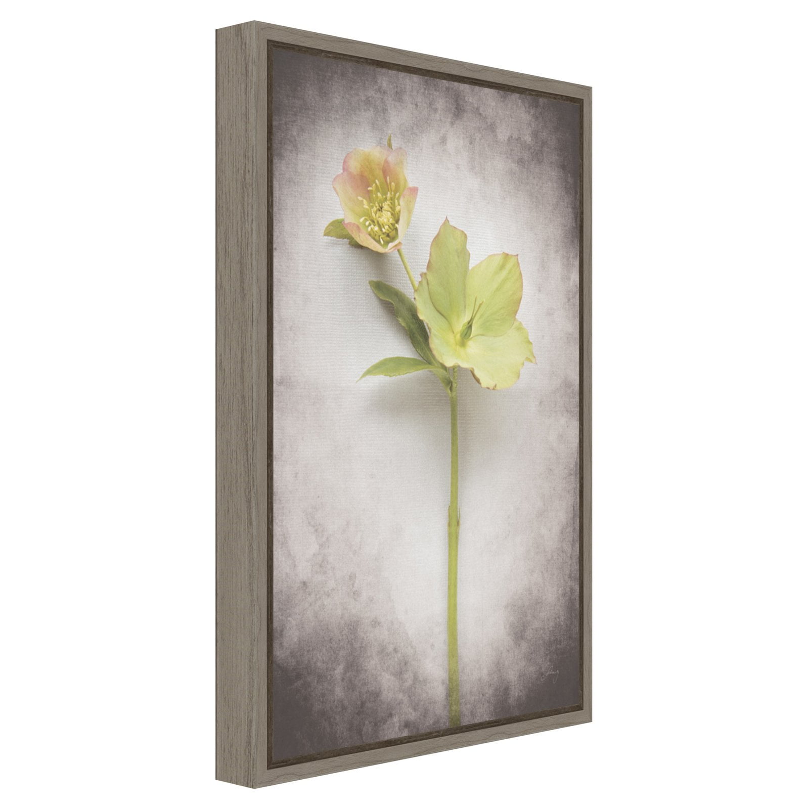 Vintage Hellebore Study II Greywash Framed Canvas Print