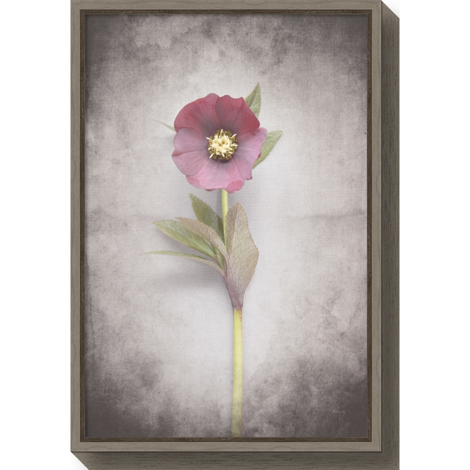 Vintage Hellebore Study VI Framed Canvas Wall Art