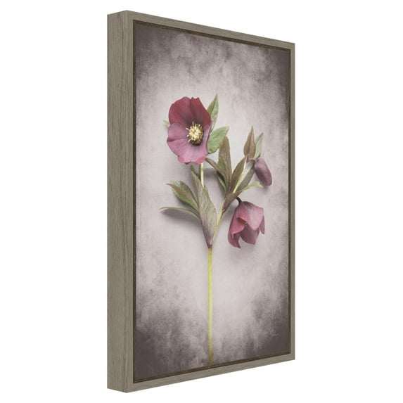 Amanti Art Canvas Art Framed Vintage Hellebore Study V