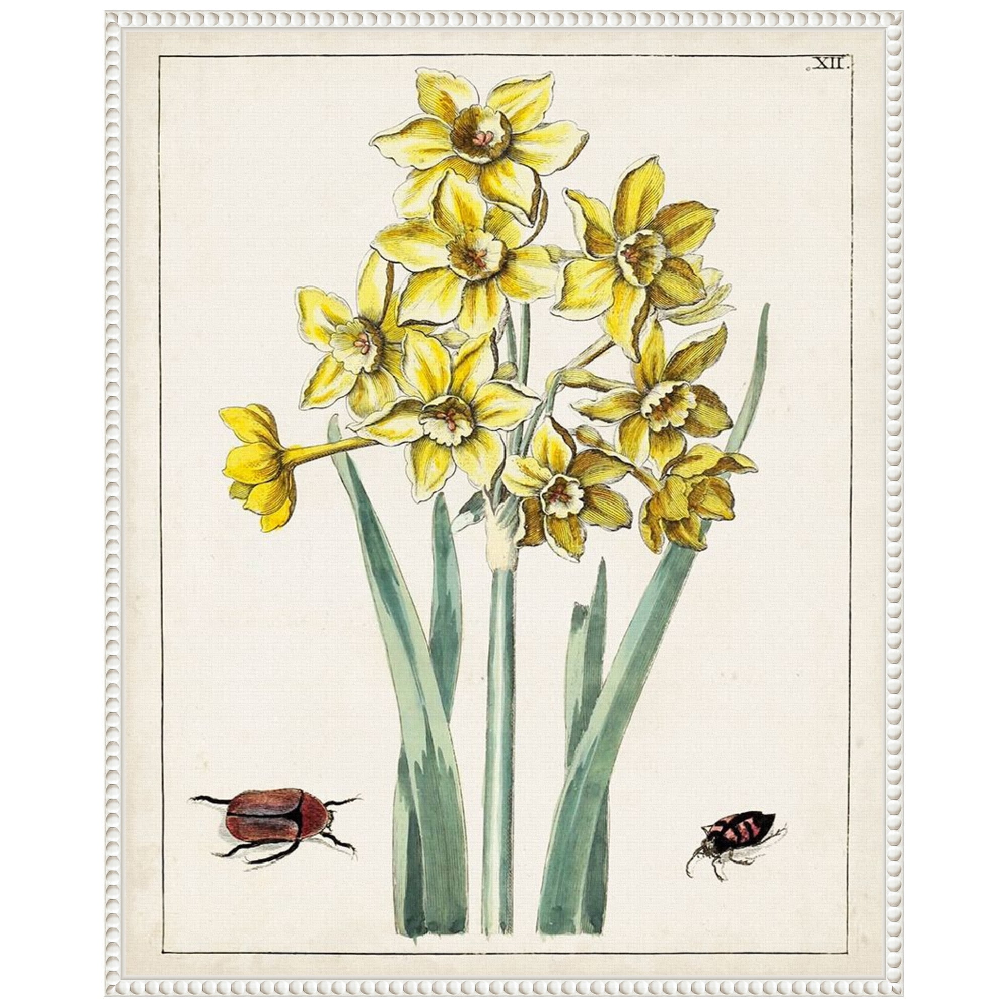 Dutch Florals III Yellow Daffodils Canvas Print with White Frame