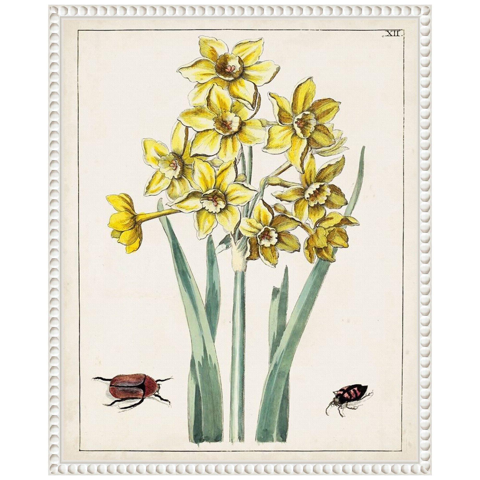 Dutch Florals III Yellow Daffodils Canvas Print with White Frame