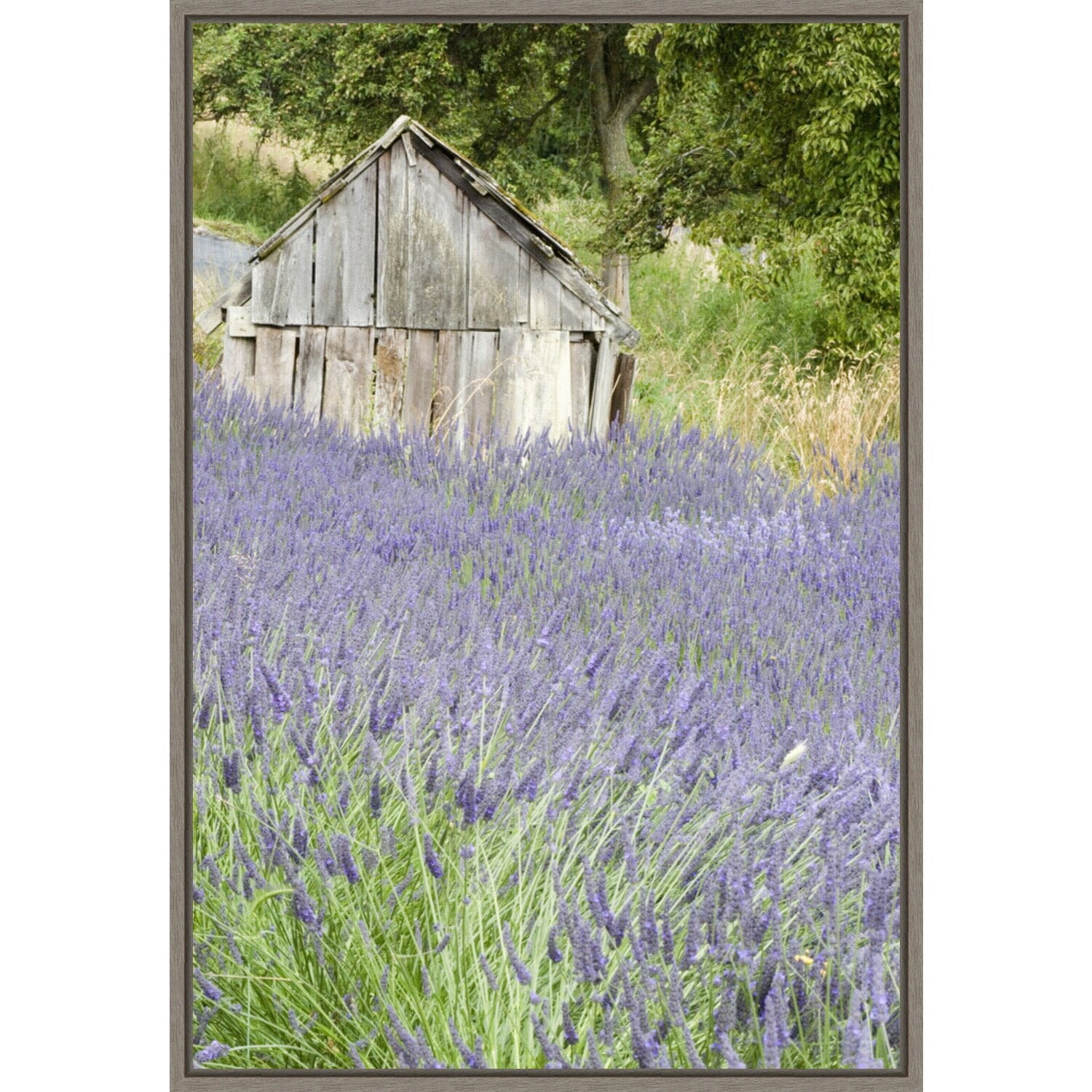 Lavender Field and Shed Framed Canvas Wall Art