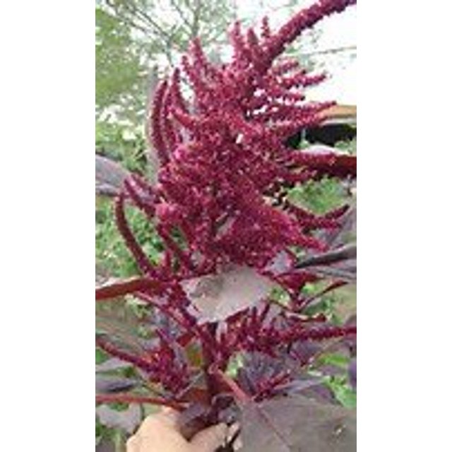 Amaranth Red Sprouting DHF10 Microgreen Grain Heirloom Herb by
