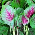 thumbnail image 1 of Amaranth Seeds - Green Leaf - Lu Hsien - 1 Lb ~240000 Seeds - Non-GMO, Heirloom - Foliage, Microgreens & Grain, 1 of 7