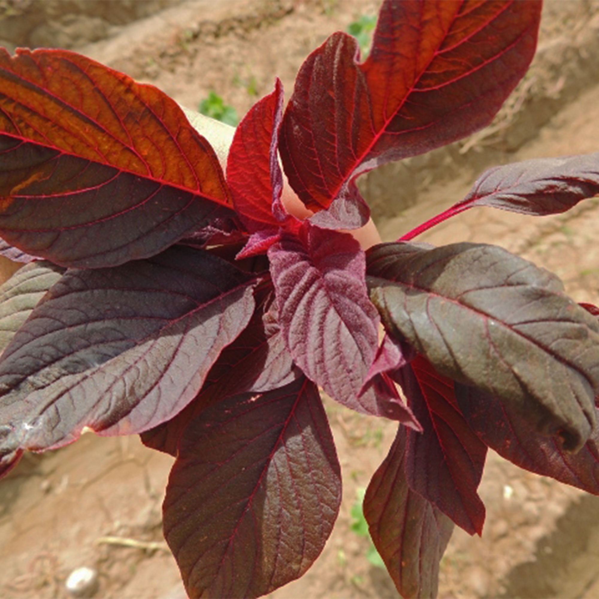 Amaranth Seeds - Red Leaf - Hu Hsien - 1 Oz ~40000 Seeds - Non-GMO, Heirloom - Foliage, Microgreens & Grain