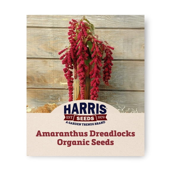 Harris Seeds Organic Dreadlocks Amaranthus, Deep Red Cascading Flowers for Cut Arrangements and Garden Displays, 50 Count