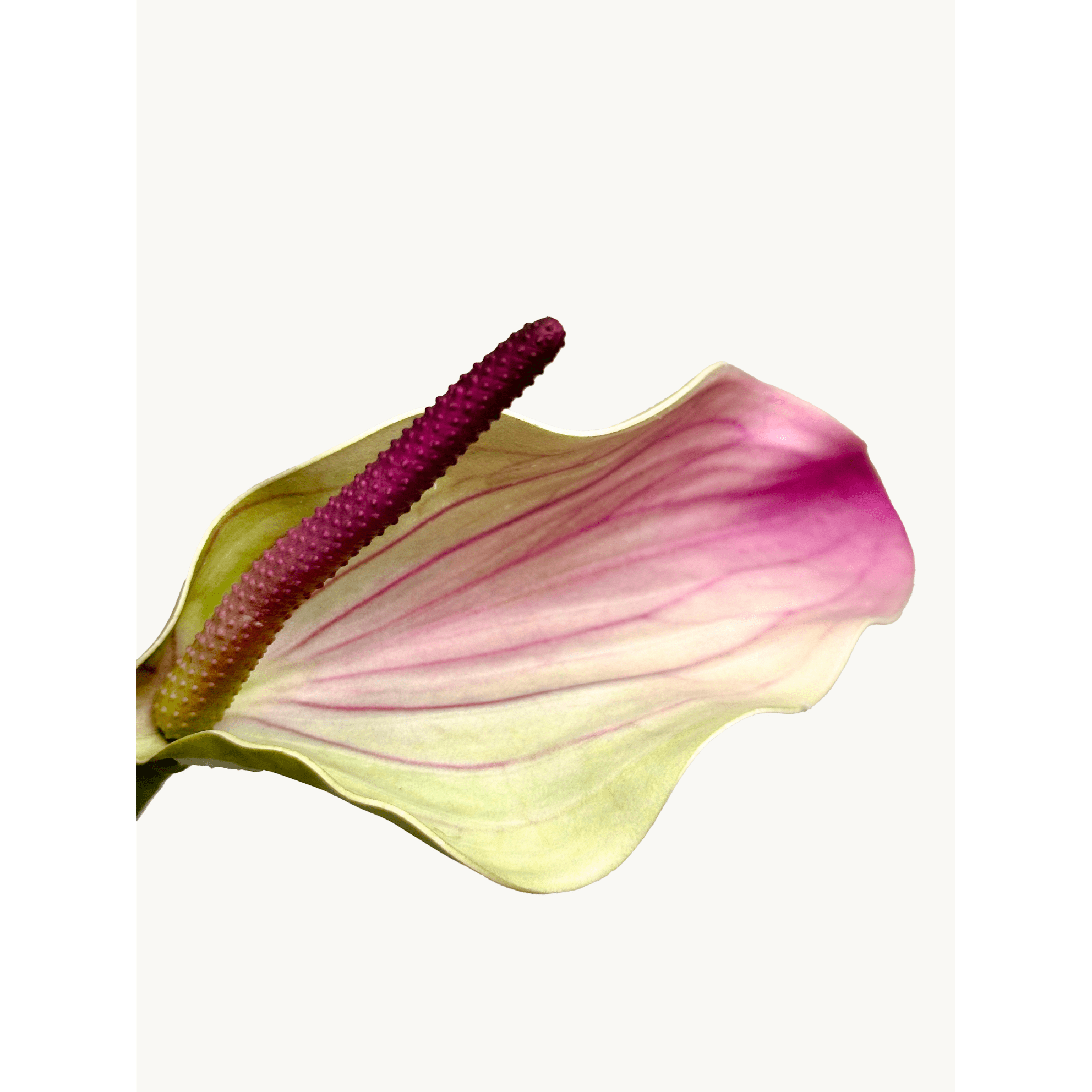 Amaranton 28" Realistic Anthurium with Spadix - Purple   5pcs Artificial Flowers Bouquet for Gift Home Decor Indoor Outdoor Anthurium flower Fake Floral Arrangements