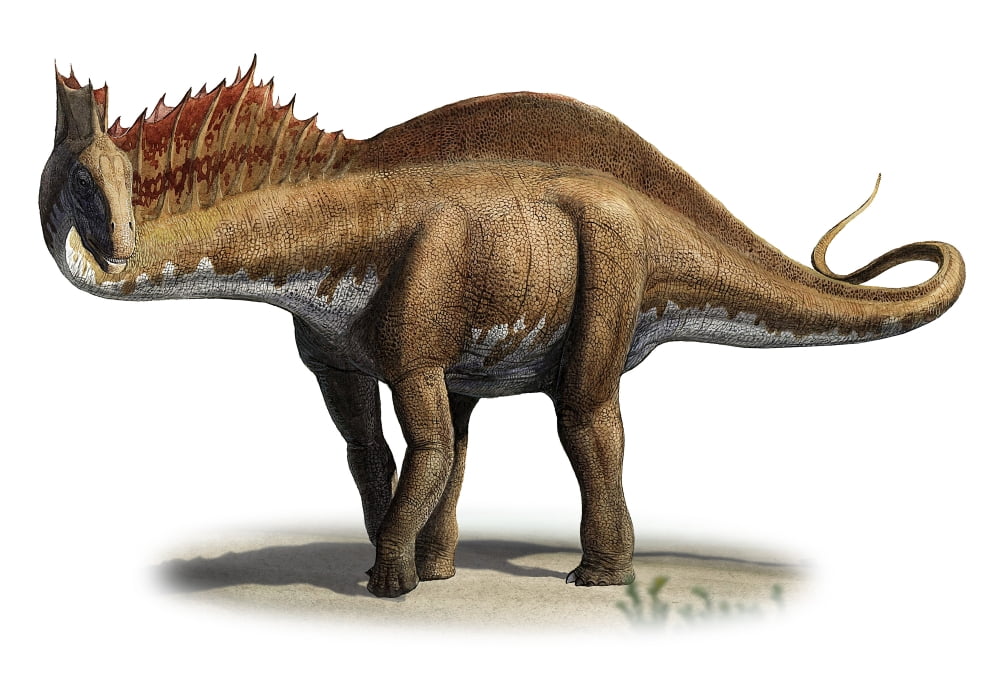 Amargasaurus cazaui a prehistoric era dinosaur Canvas Art - Sergey KrasovskiyStocktrek Images (34 x 24)