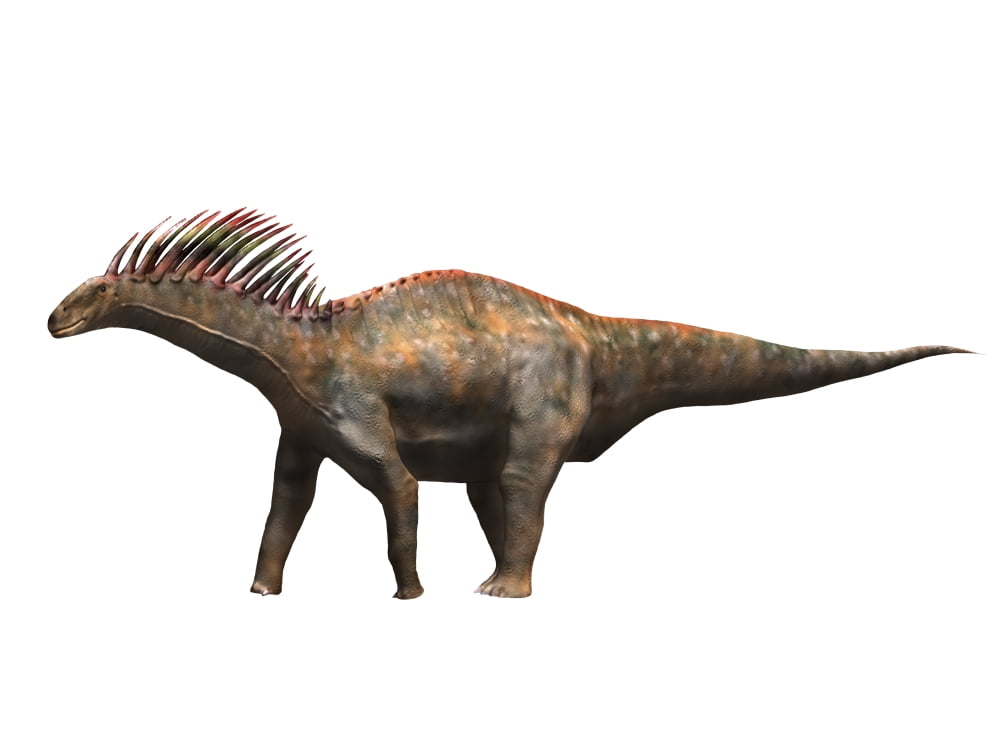 Amargasaurus dinosaur Canvas Art - Nobumichi TamuraStocktrek Images (33 x 25)