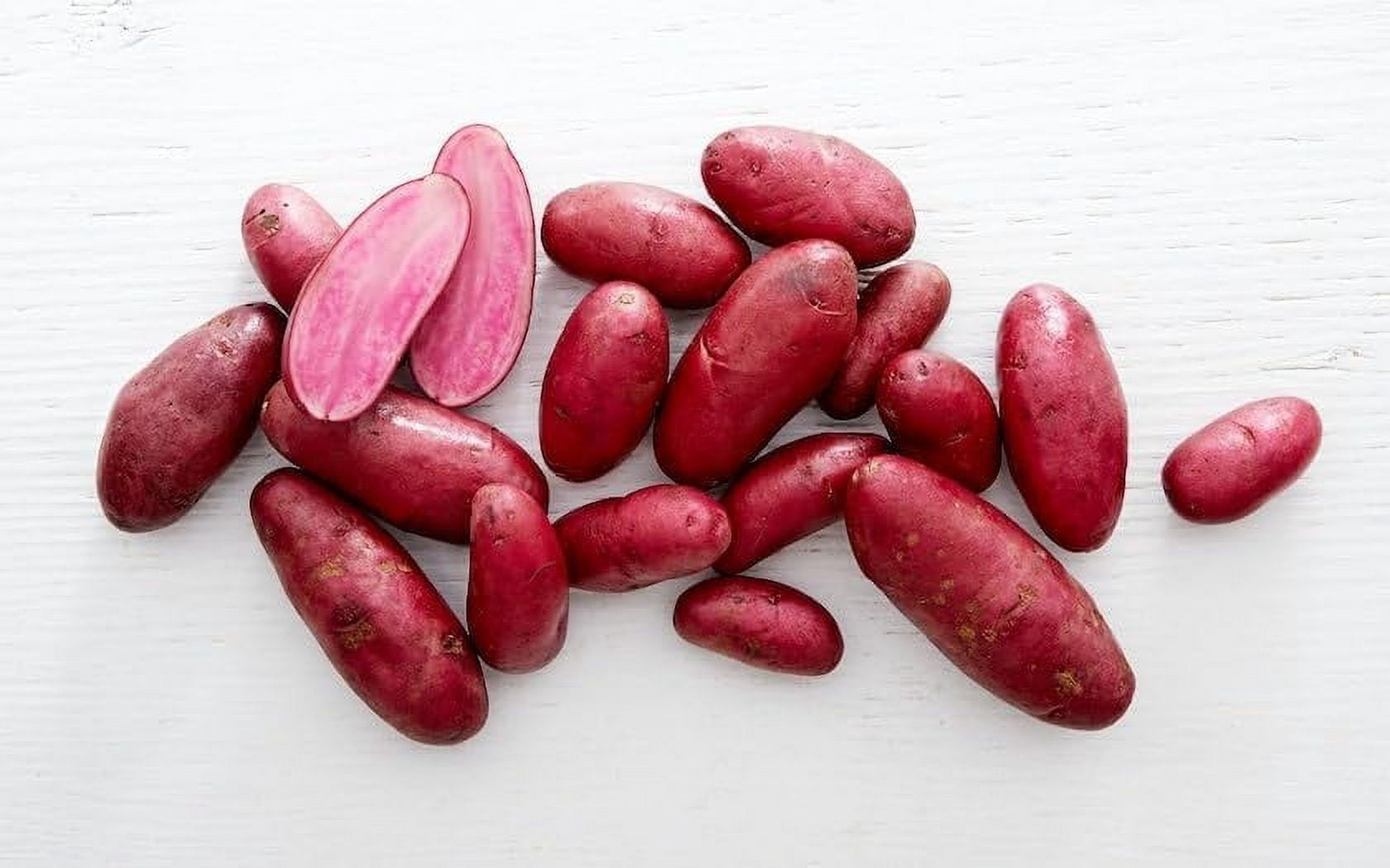 Amarosa Red Fingerling Seed Potatos for Planting (2 Pounds)