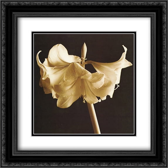 Amaryllis 2x Matted 20x24 Black Ornate Framed Art Print by Michael Harrison