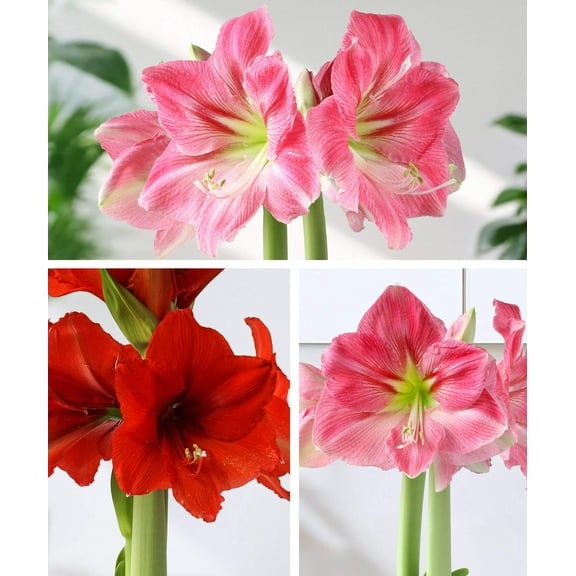 Amaryllis 3-Pack: Red/Pink/Pink