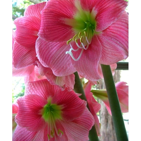 Amaryllis 'Amalfi' Bulb - Striking Rose-Colored Blooms