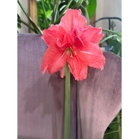 Amaryllis 'Ballerina' Bulb - Elegant Double Pink Blooms