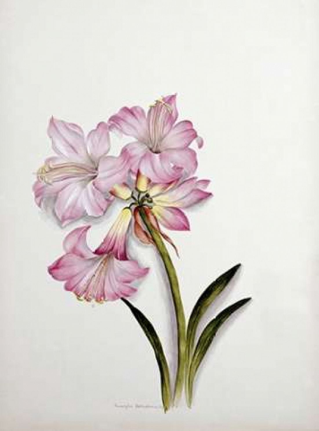 Amaryllis Belladonna Canvas Art - Ethel May Dixie (18 x 24)