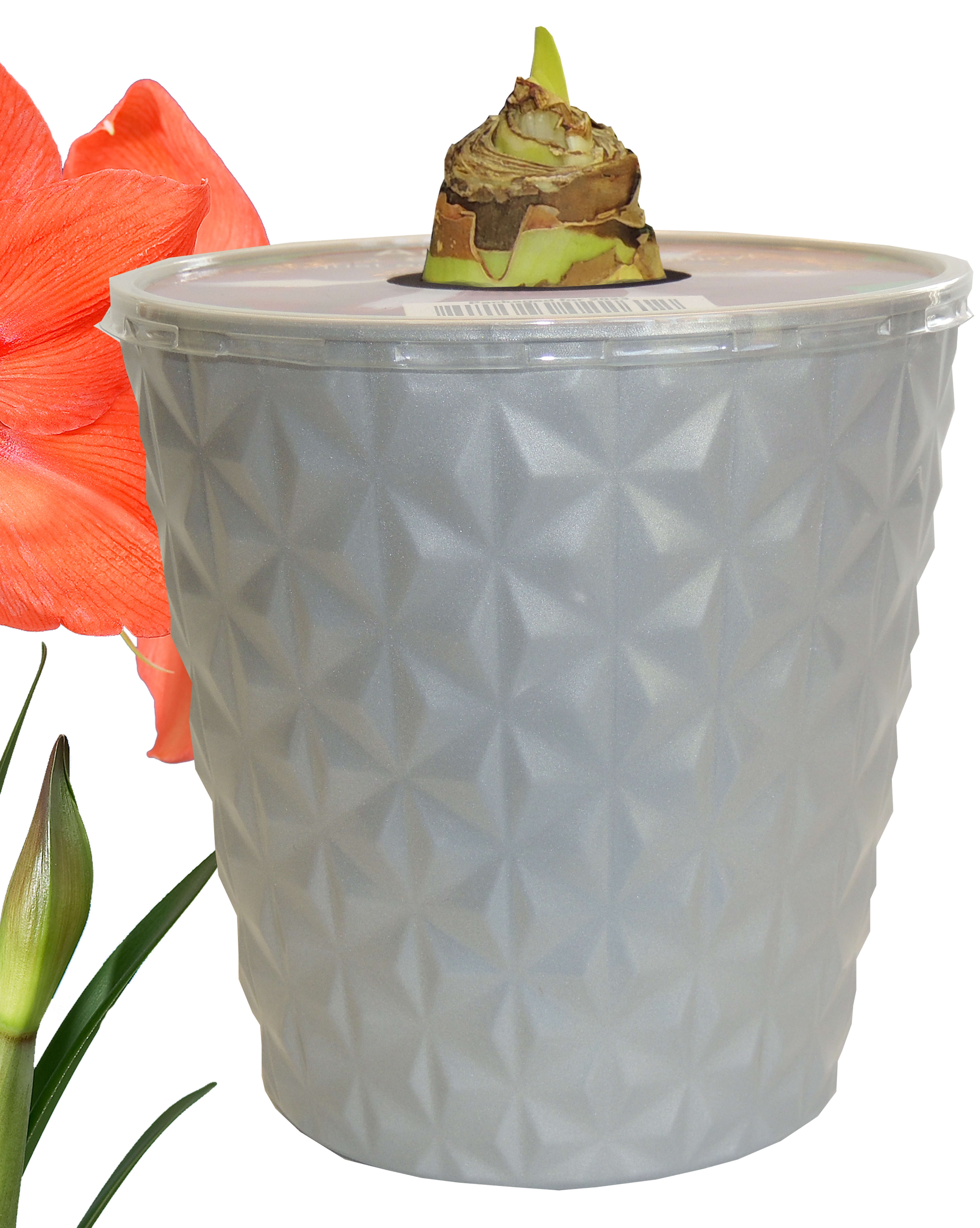 EuroBlooms Amaryllis Bellini in 6 Inch Silver Pot - Orange Flowering Plant