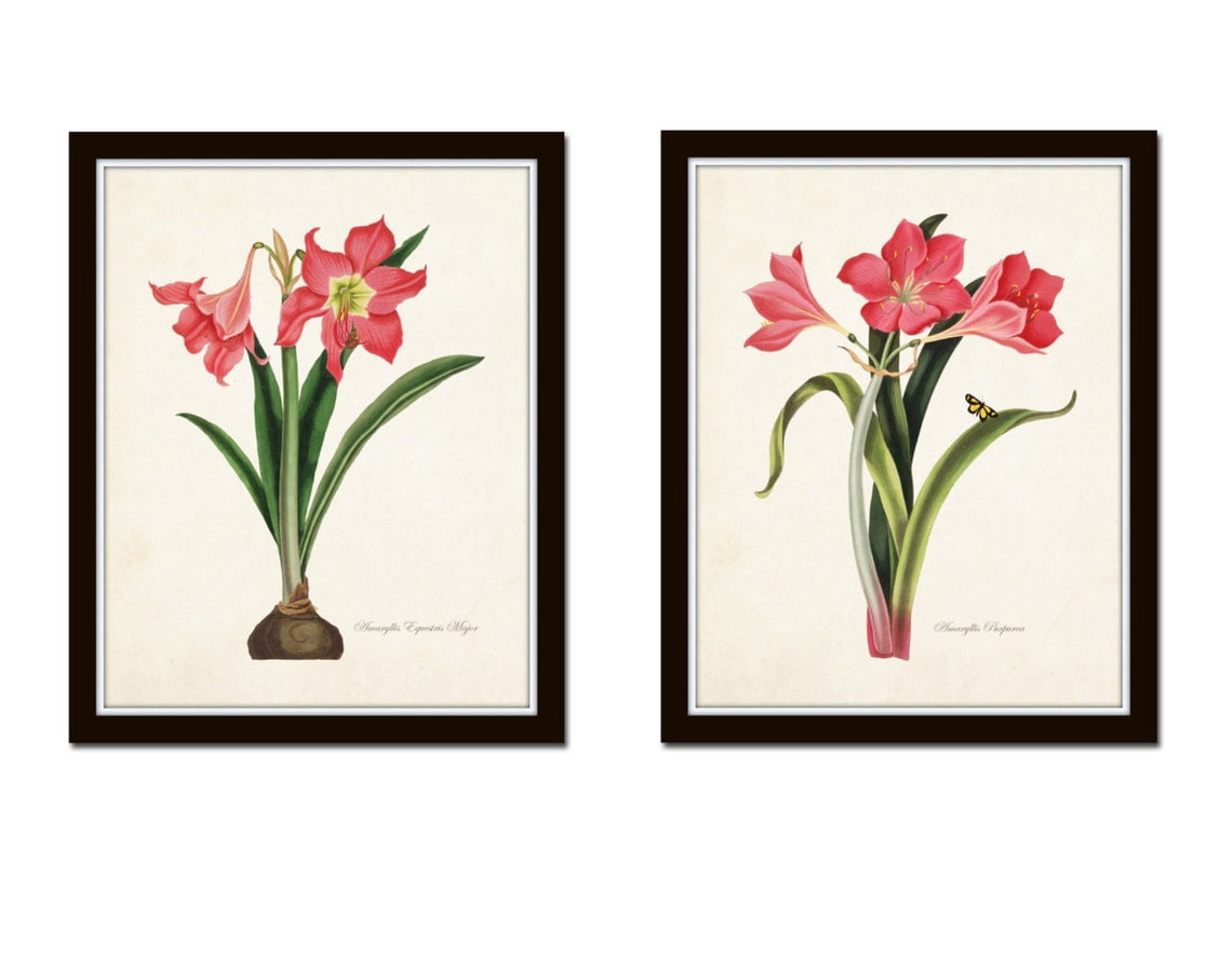 Amaryllis Botanical Wall Art Prints, Flower, Antique Vintage Christmas ...