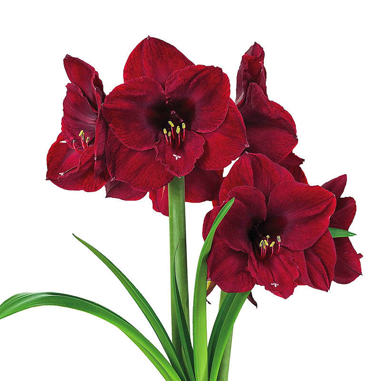 Amaryllis Bulb, Bulb Plant, Amaryllis,Horticultural Plants,Garden Plant