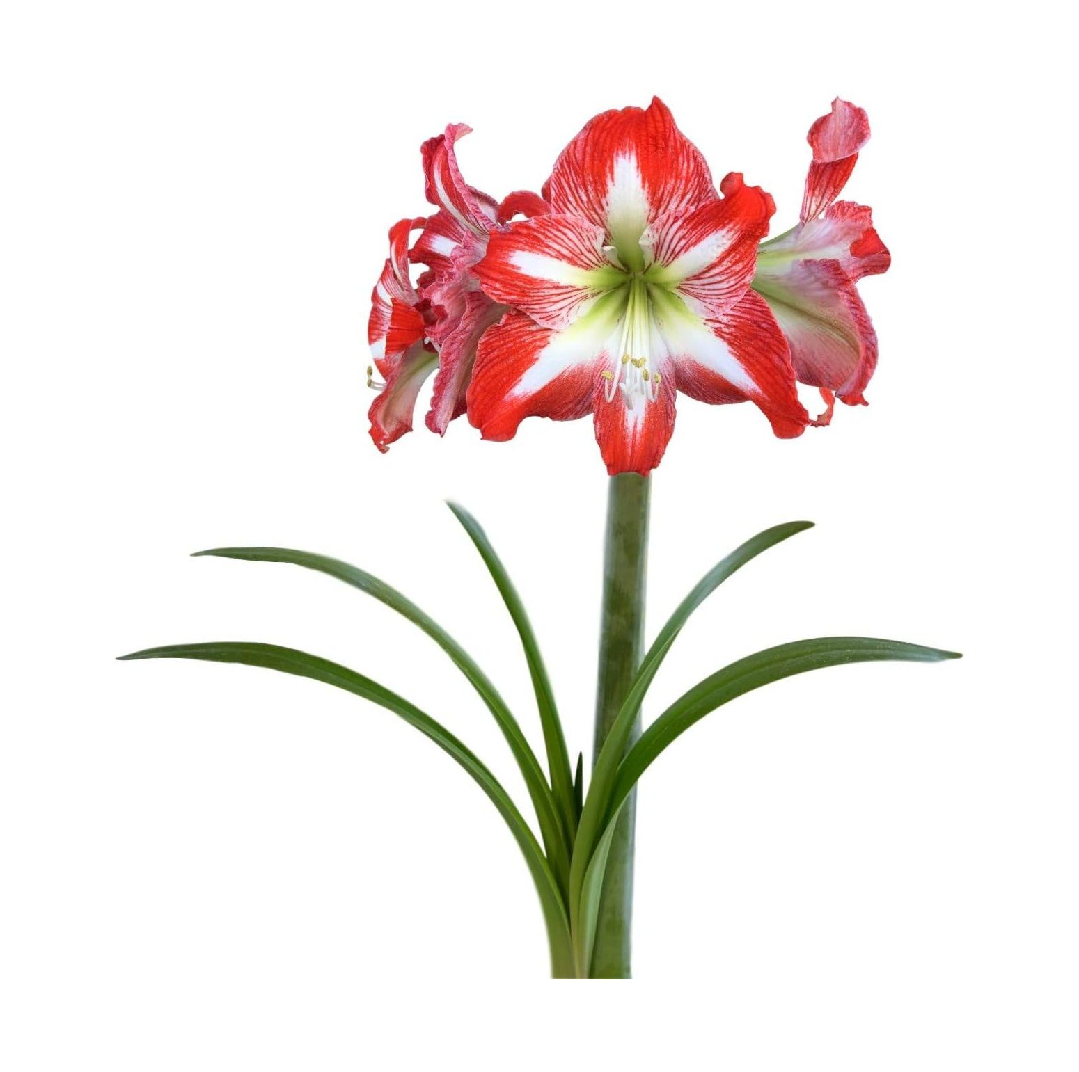 Amaryllis Bulb Red Amaryllis Minerva Outstanding Indoor s Ships from