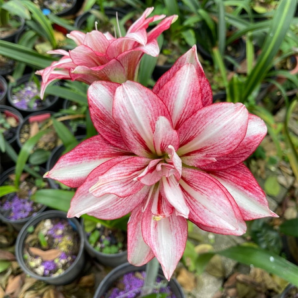 Amaryllis Bulbs Bulk Amaryllis Plants Gifts Horticulture and Planting