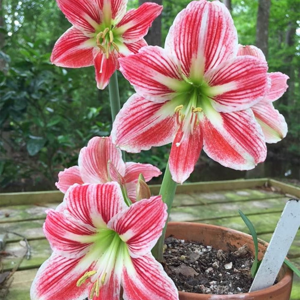 Amaryllis Bulbs Bulk Amaryllis Plants Gifts Horticulture and Planting
