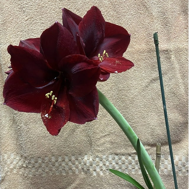 Amaryllis Bulbs Bulk Horticulture and Planting Professional Planting