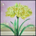 Amaryllis Bulbs Bulk, Rare Fresh Amaryllis Flower Bulbs for Planting