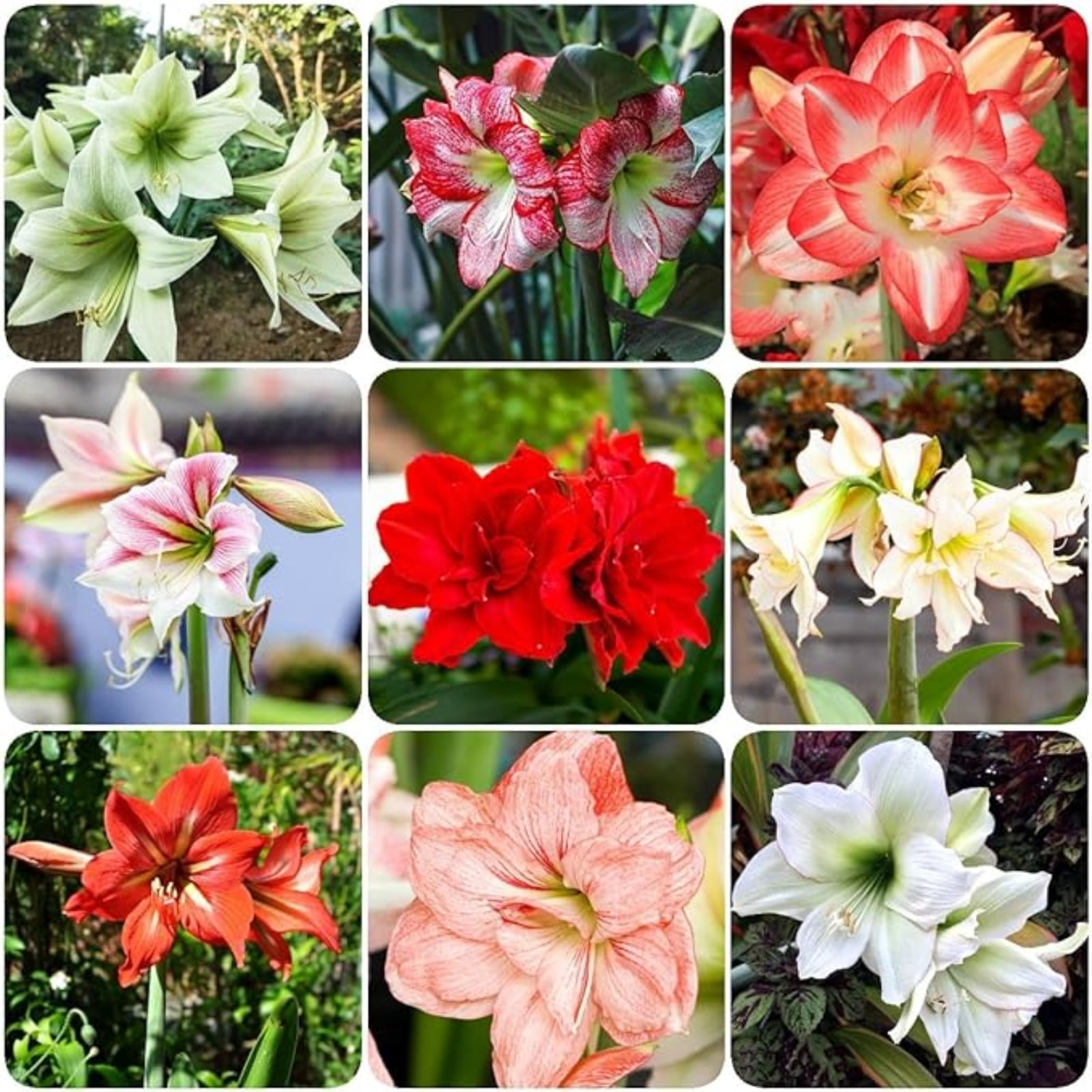 Amaryllis Bulbs For Planting,Amarillos,Amaryllis Bulbs,Amaryllis Pots