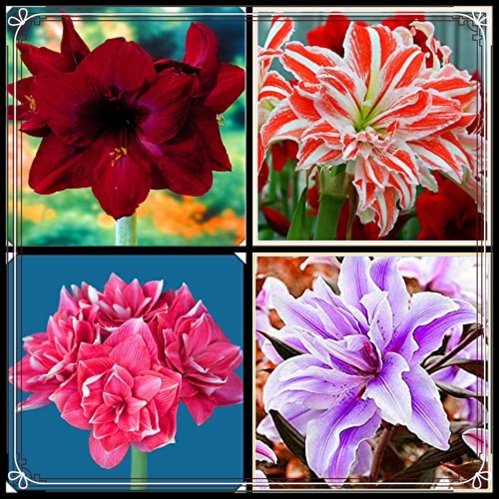 Amaryllis Bulbs For Planting Amaryllis Bulbs Bulk Amaryllis Plant Bulbs