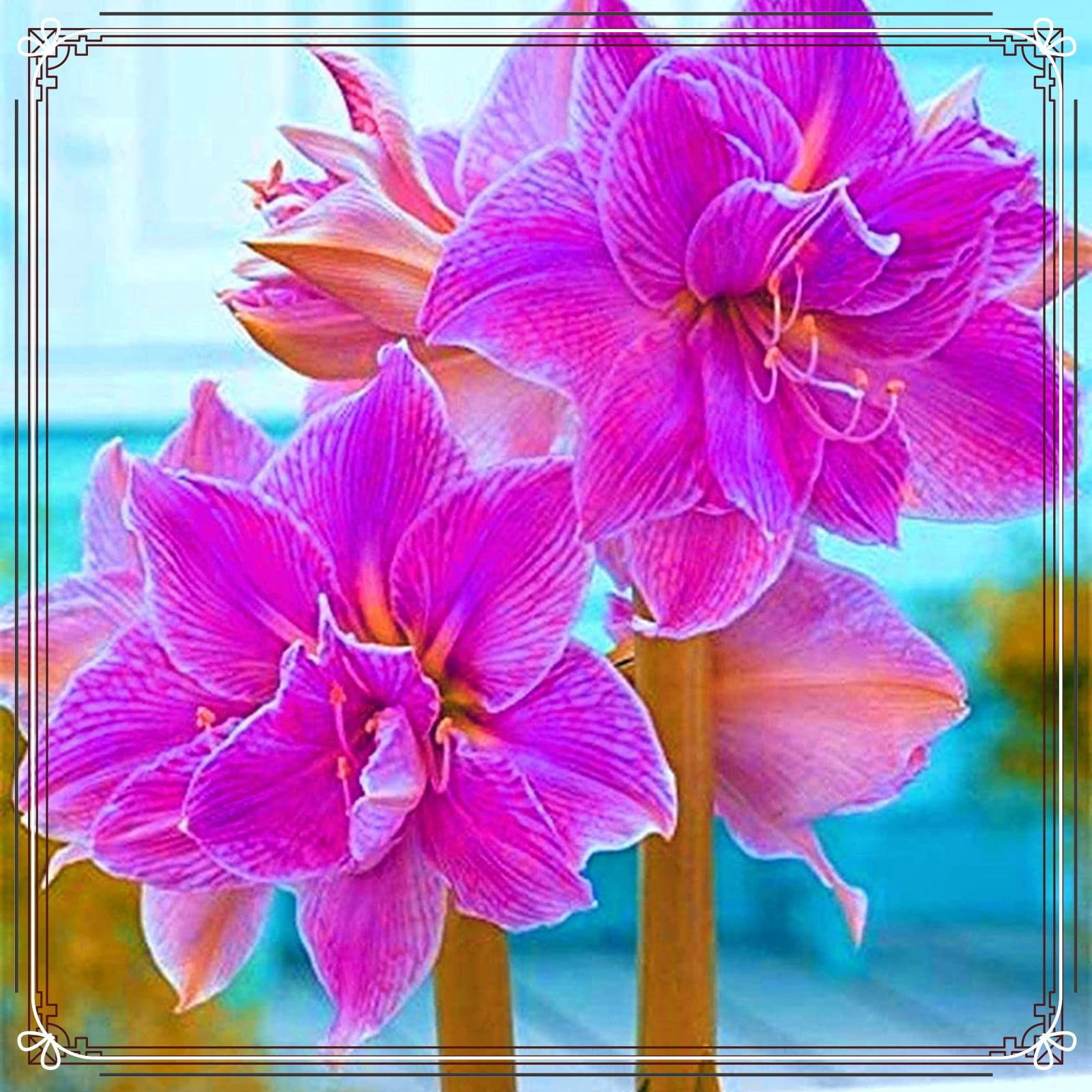 Amaryllis Bulbs For Planting Amaryllis Bulbs Bulk Amaryllis Plant Bulbs